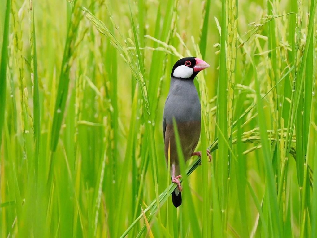 Bird in rice field