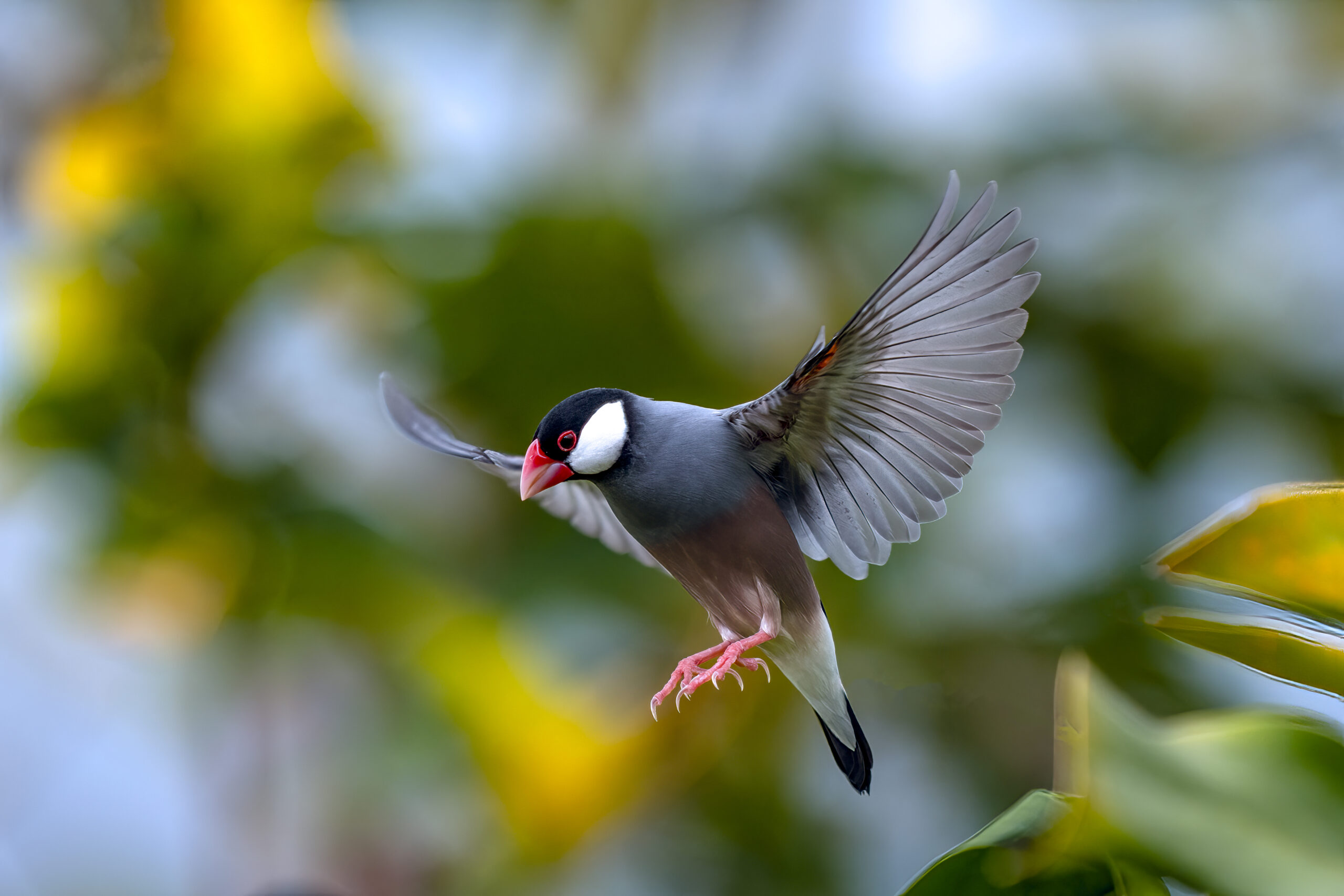Javaanse mus in Hawaï. Foto door: Don Hurzeler.